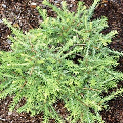 Лиственница американская "Хартвиг Пин" (Hartwig Pine)